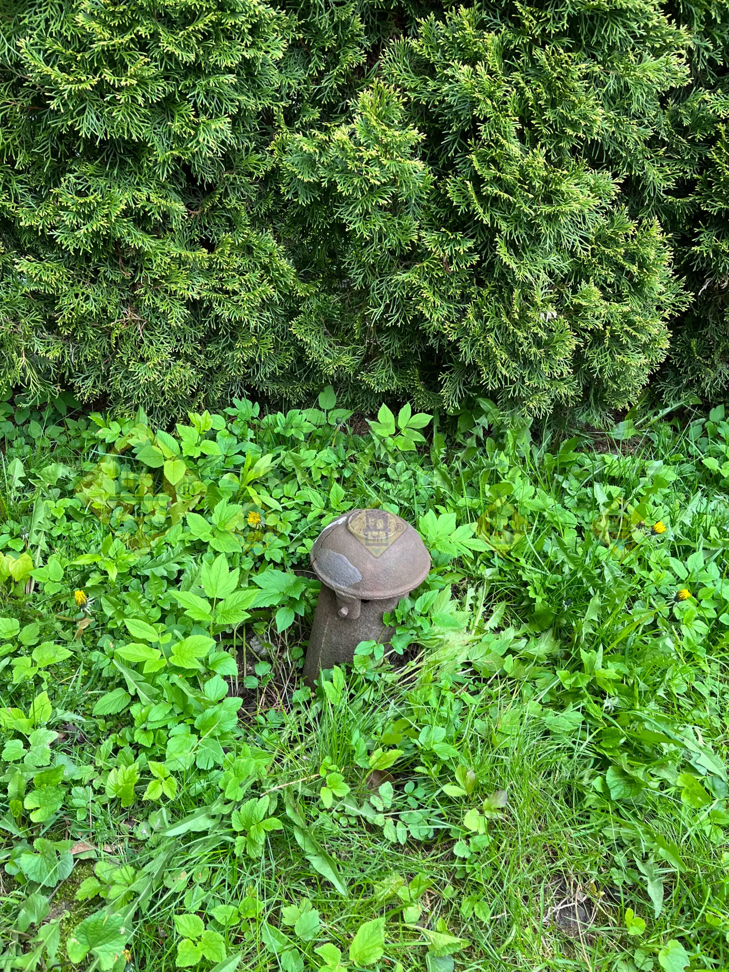 A rusted cast-iron breather and cup sticking out of the grass in the front yard of a Leaside, Toronto home, indicating an outdated underground building trap system.